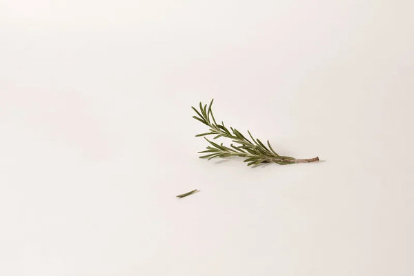 Rosemary Extract