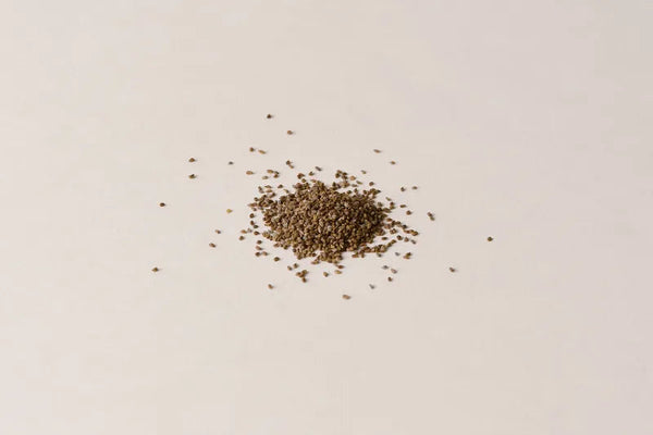 Celery Seed