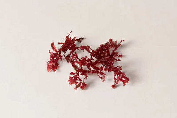 Red Algae